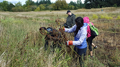 Warner Pacific CDS invasive species clean up